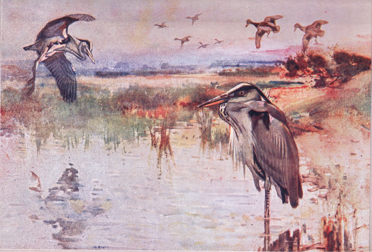 Le héron, illustration de Wild Nature & Country Life publiée par Hodder & Stoughton, vers 1910 - Frank Southgate