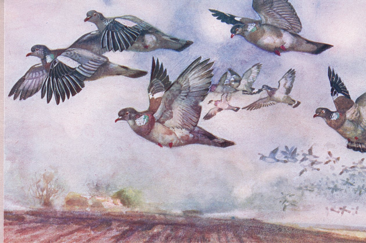 Pigeons ramiers en vol, illustration de Wild Nature & Country Life publiée par Hodder & Stoughton, vers 1910 - Frank Southgate