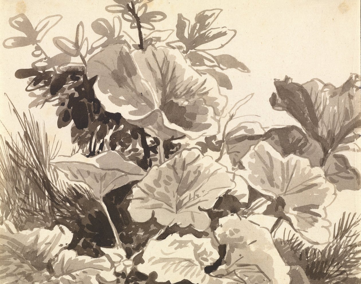 Étude de feuilles de tussilage - Franz Innocenz Kobell