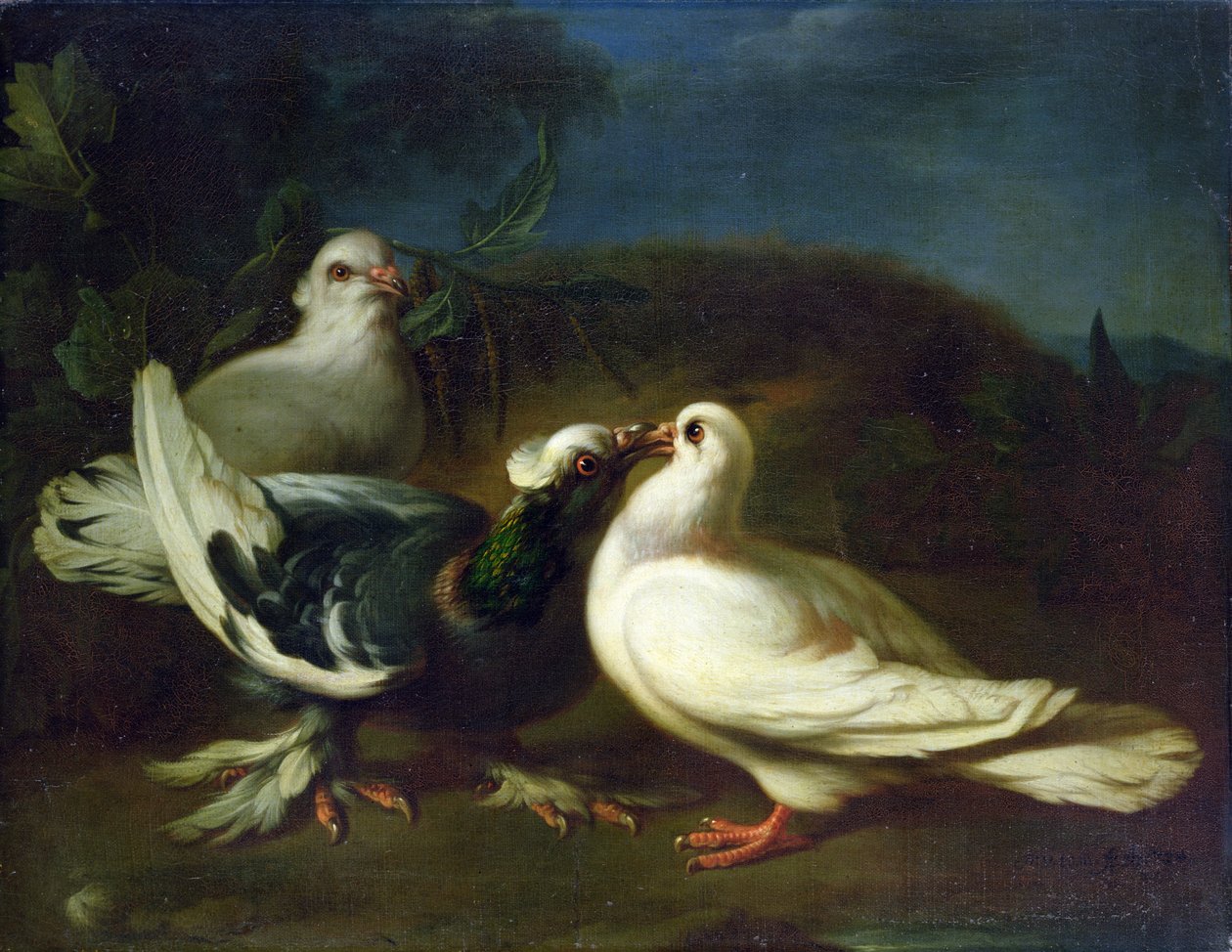 Pigeons, 1724 - Franz Werner Tamm