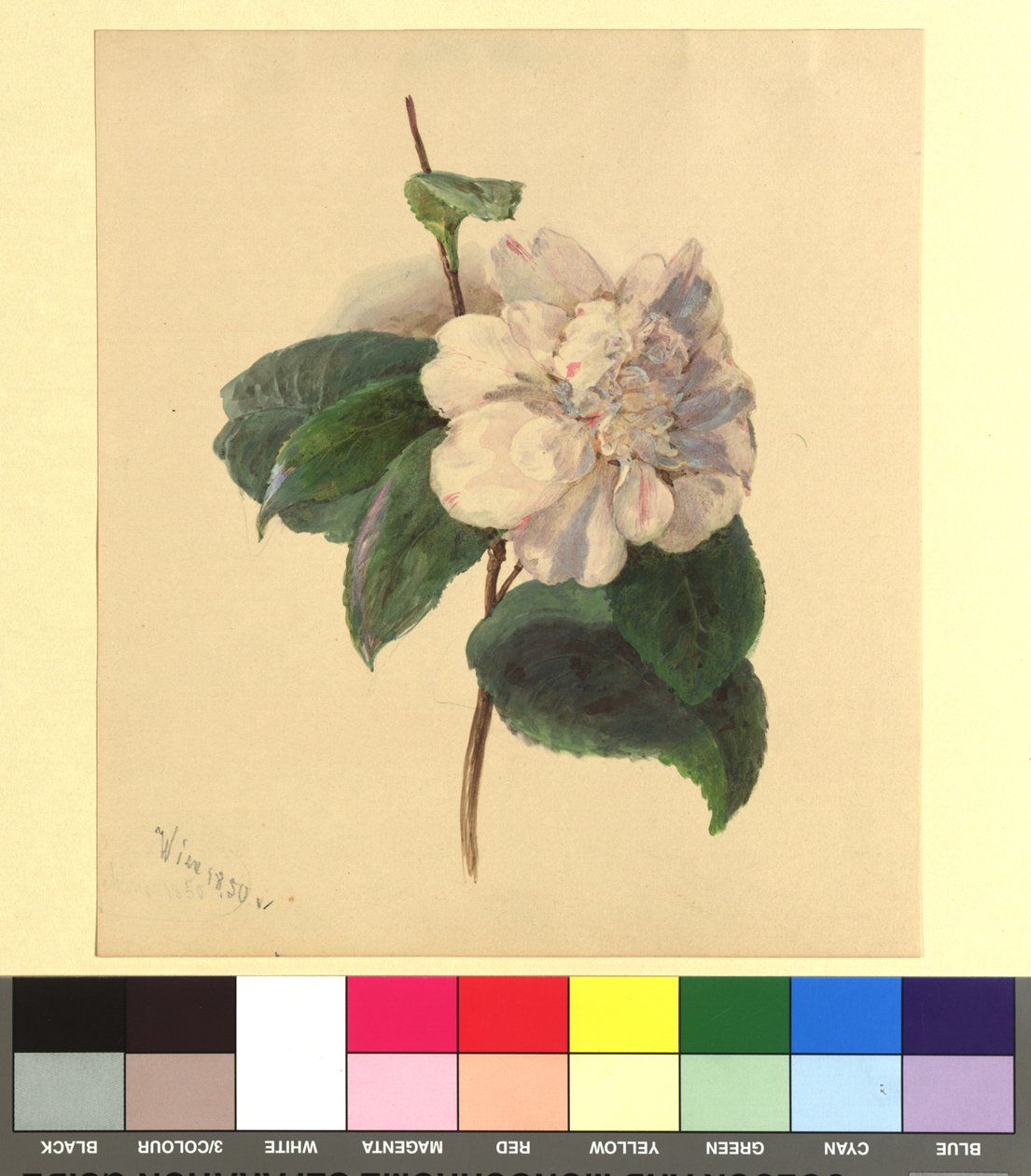 Aquarelle de fleurs - Franz Alt