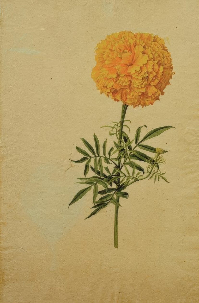 Fleur de tagète - Franz Horny