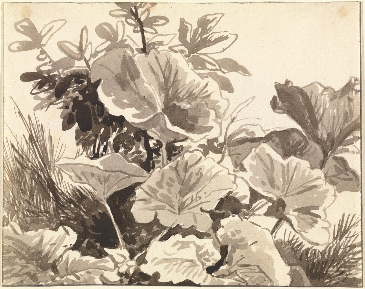 Étude des feuilles de tussilage - Franz Innocenz Kobell