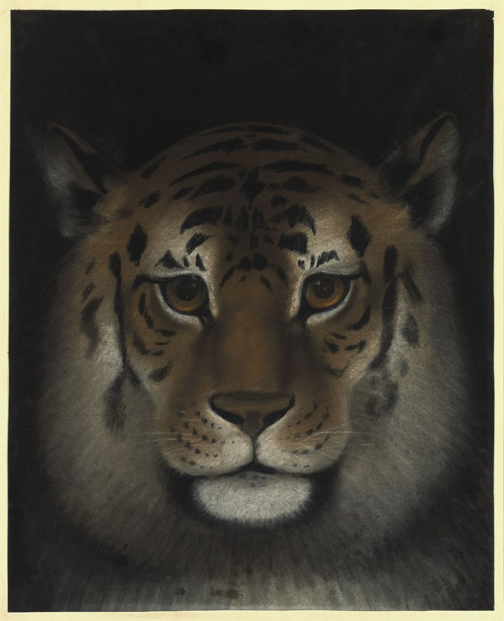 Tête de tigre - Franz Krüger
