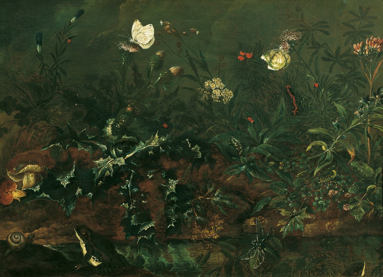 Morceau de pelouse avec chardon, grenouilles et libellule - Franz Michael Siegmund von Purgau d. Ä.