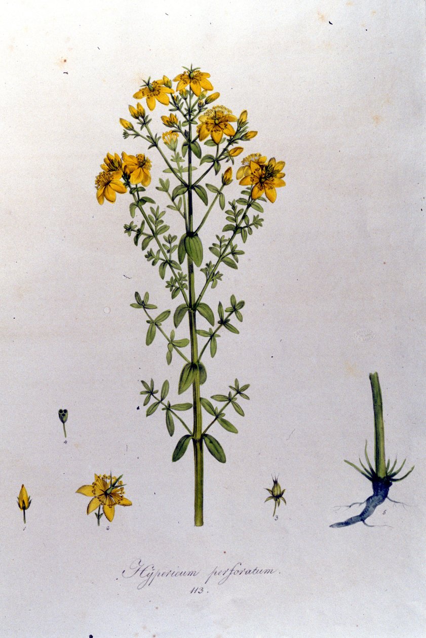 Le millepertuis ou herbe de Saint-Jean (herbe de Saint-Jean) de la « Flora Monacensis » de F. De Paola De Schrank. Munich 1816 - Franz Schrank