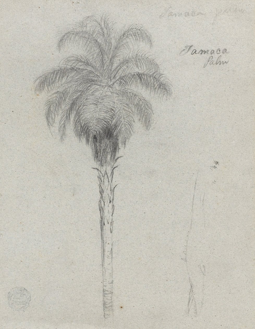 Esquisse botanique montrant deux vues du palmier Tamaca - Frederic Edwin Church