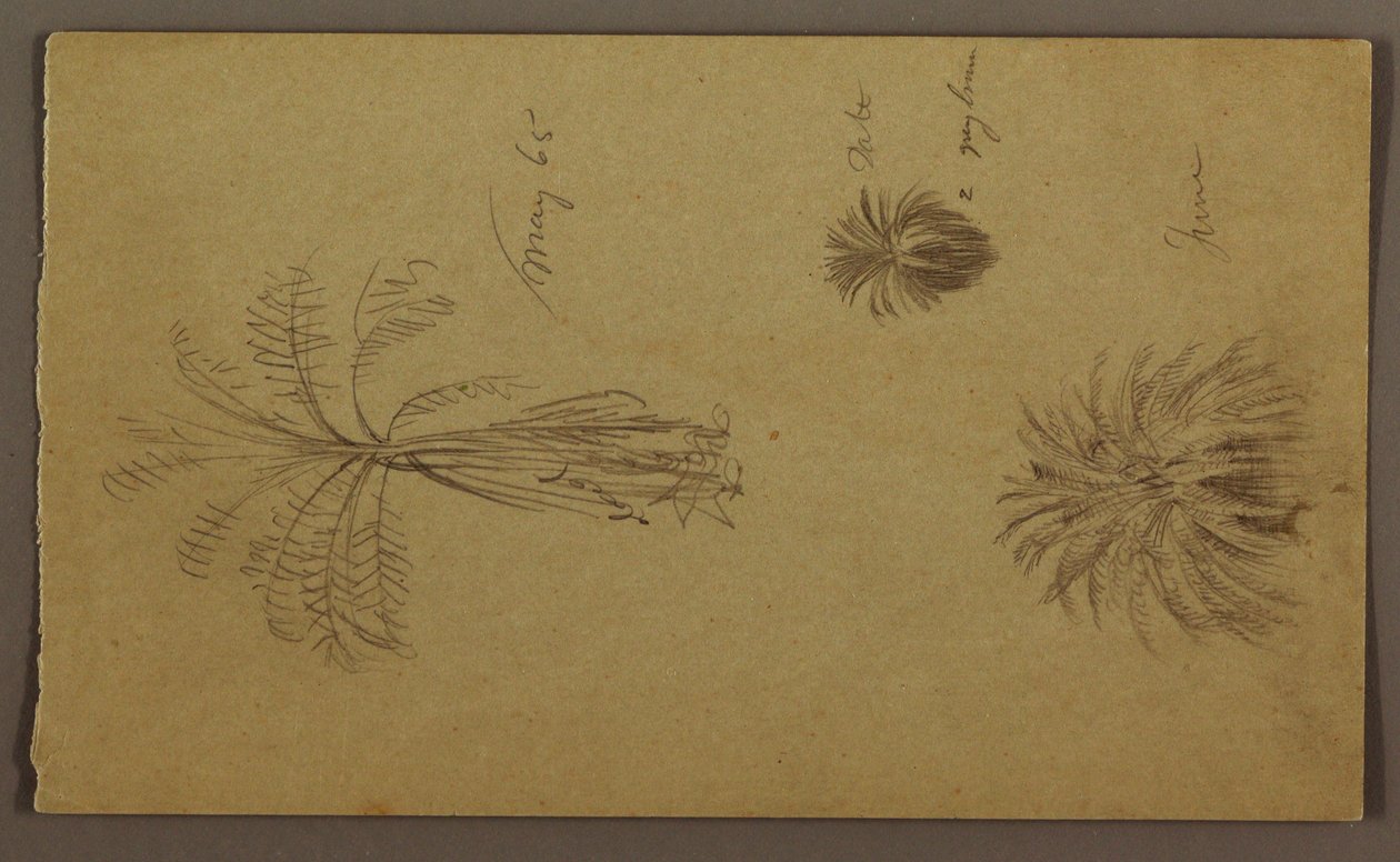 Dessin, croquis botaniques - Frederic Edwin Church