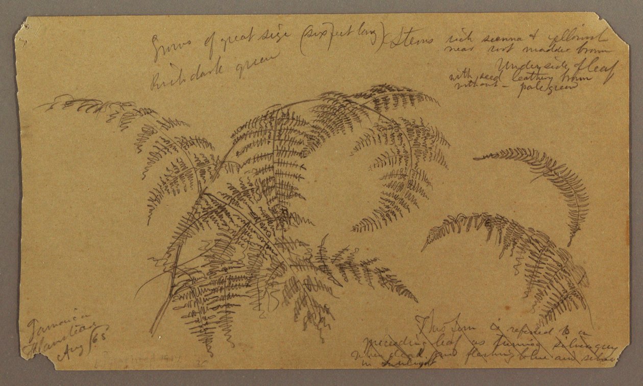 Dessin, Croquis botaniques, août 1865 - Frederic Edwin Church