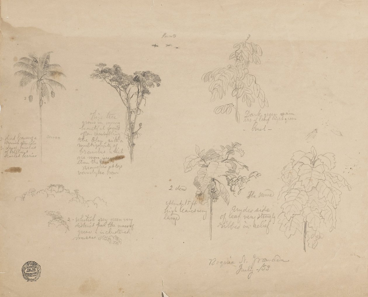 Dessin. Croquis botaniques de Colombie. - Frederic Edwin Church