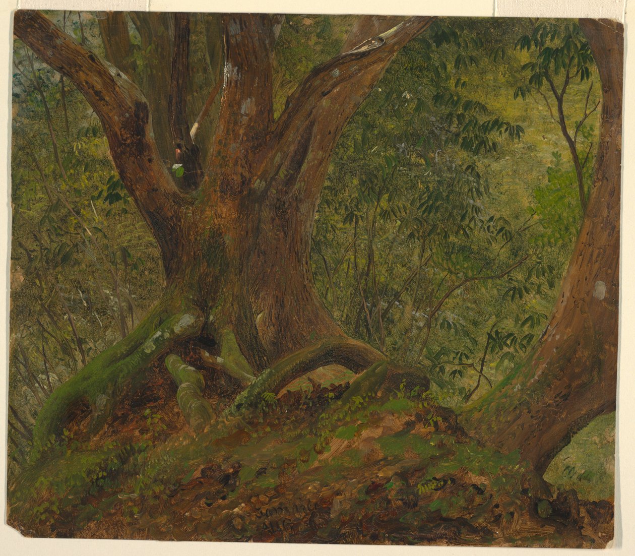 Dans les bois, Jamaïque - Frederic Edwin Church