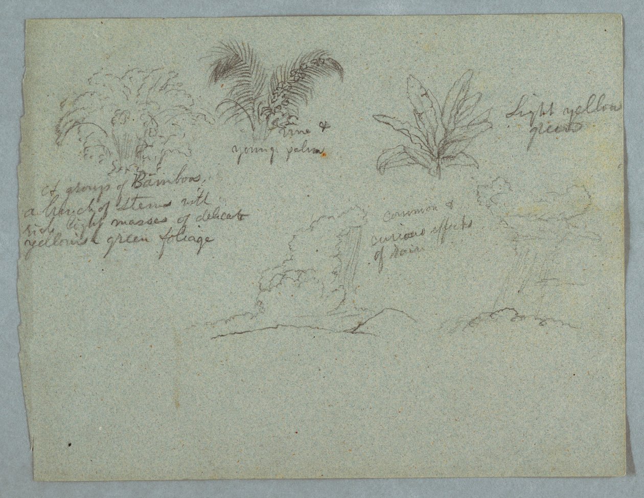Bambous, vigne et un jeune palmier, plante, et deux scènes de pluie tombant des nuages sur les crêtes, Rio Magdalena, Colombie - Frederic Edwin Church