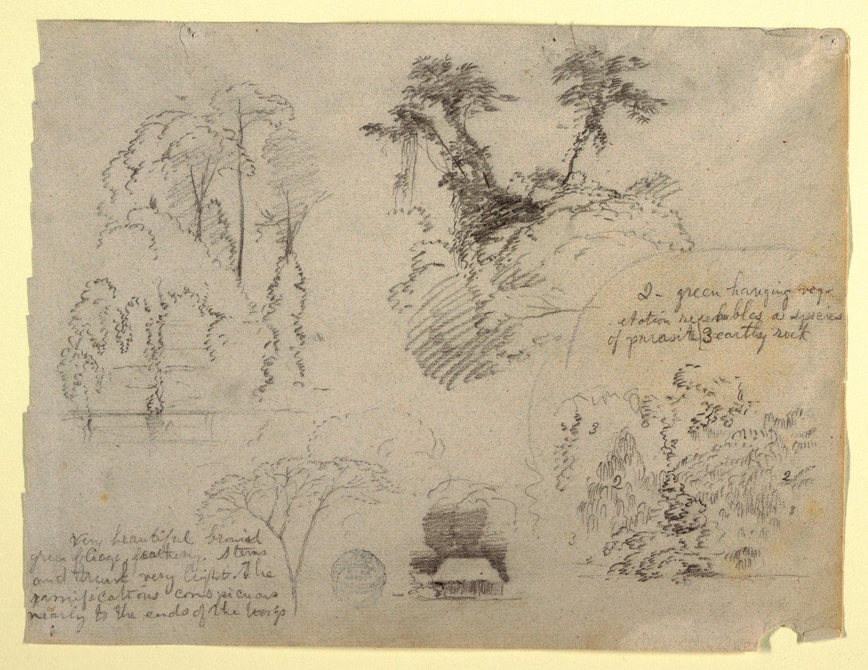 Études botaniques et une maison, probablement de Colombie - Frederic Edwin Church