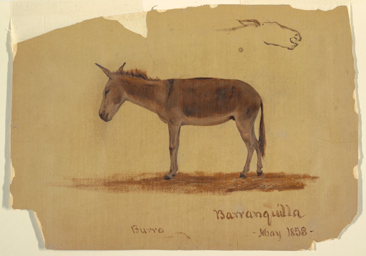 Dessin, un âne, Baranquilla, Colombie, mai 1853 - Frederic Edwin Church