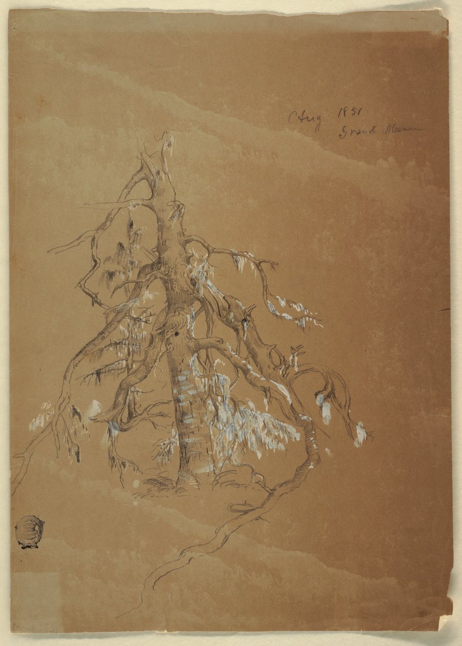 Dessin, Un feuillage persistant noueux, Grand Manan, Canada, août 1851 - Frederic Edwin Church