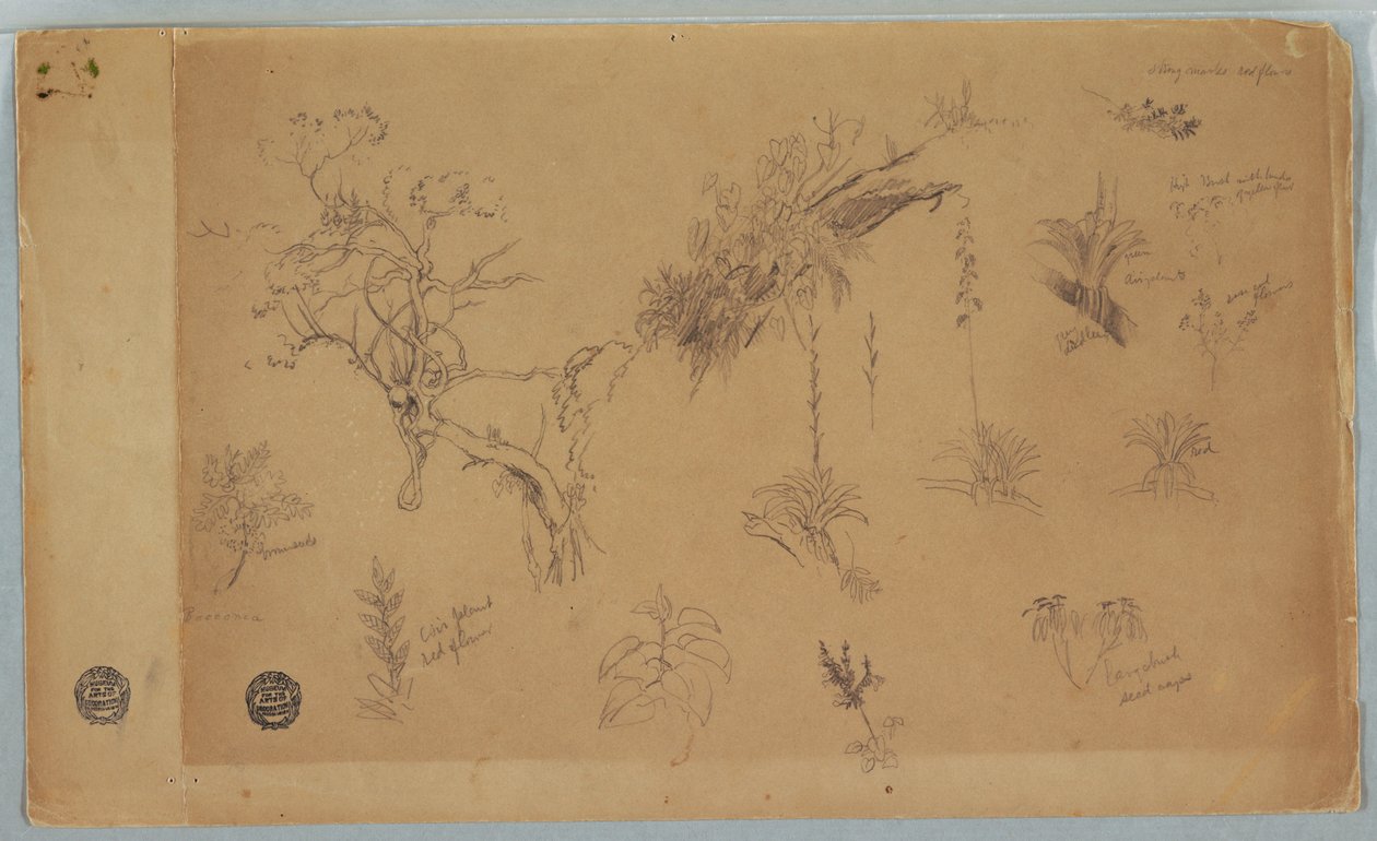 Dessin, Groupe de treize études botaniques de Colombie ou d