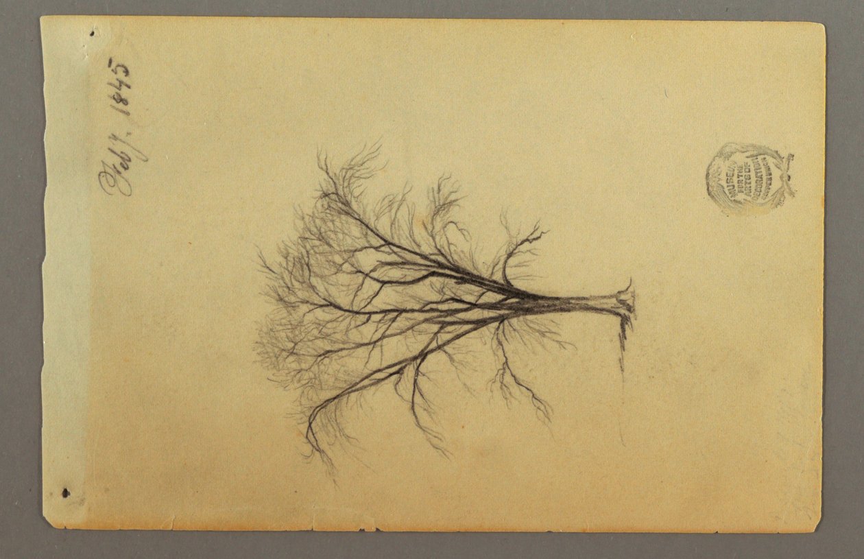 Dessin, Un arbre sans feuilles, février 1845 - Frederic Edwin Church