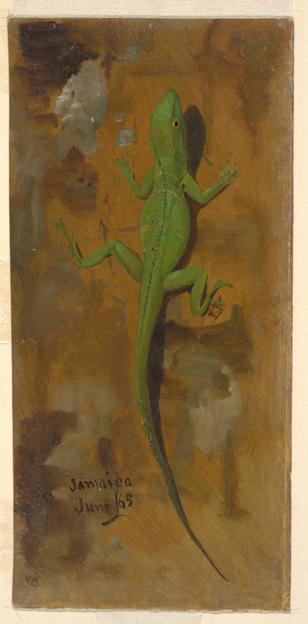 Dessin, un lézard, juin 1865 - Frederic Edwin Church