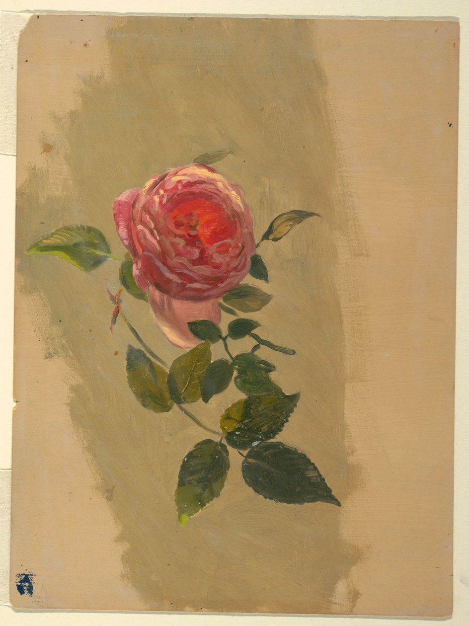 Dessin, Un rameau de rose, 1860-70 - Frederic Edwin Church