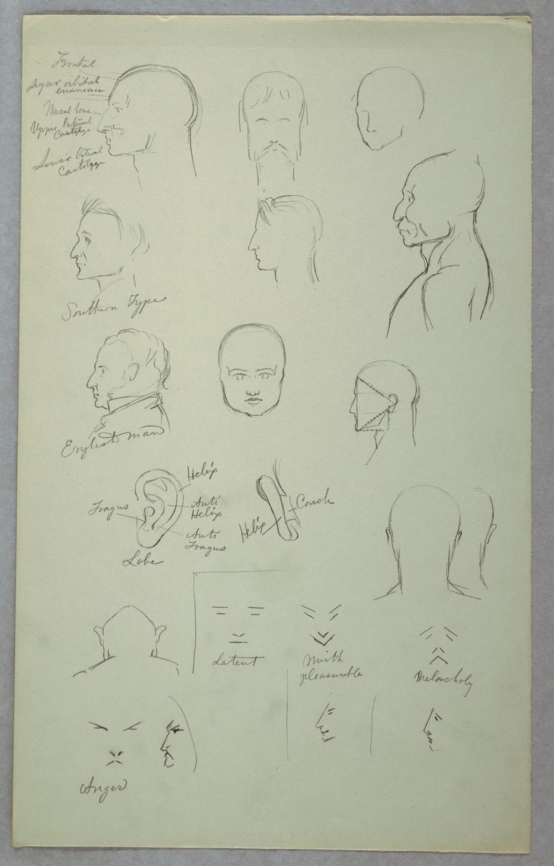 Dessin, études anatomiques, 1865-70 - Frederic Edwin Church