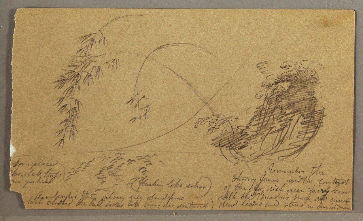Dessin, brindilles de bambou, peut-être 1865-66 - Frederic Edwin Church