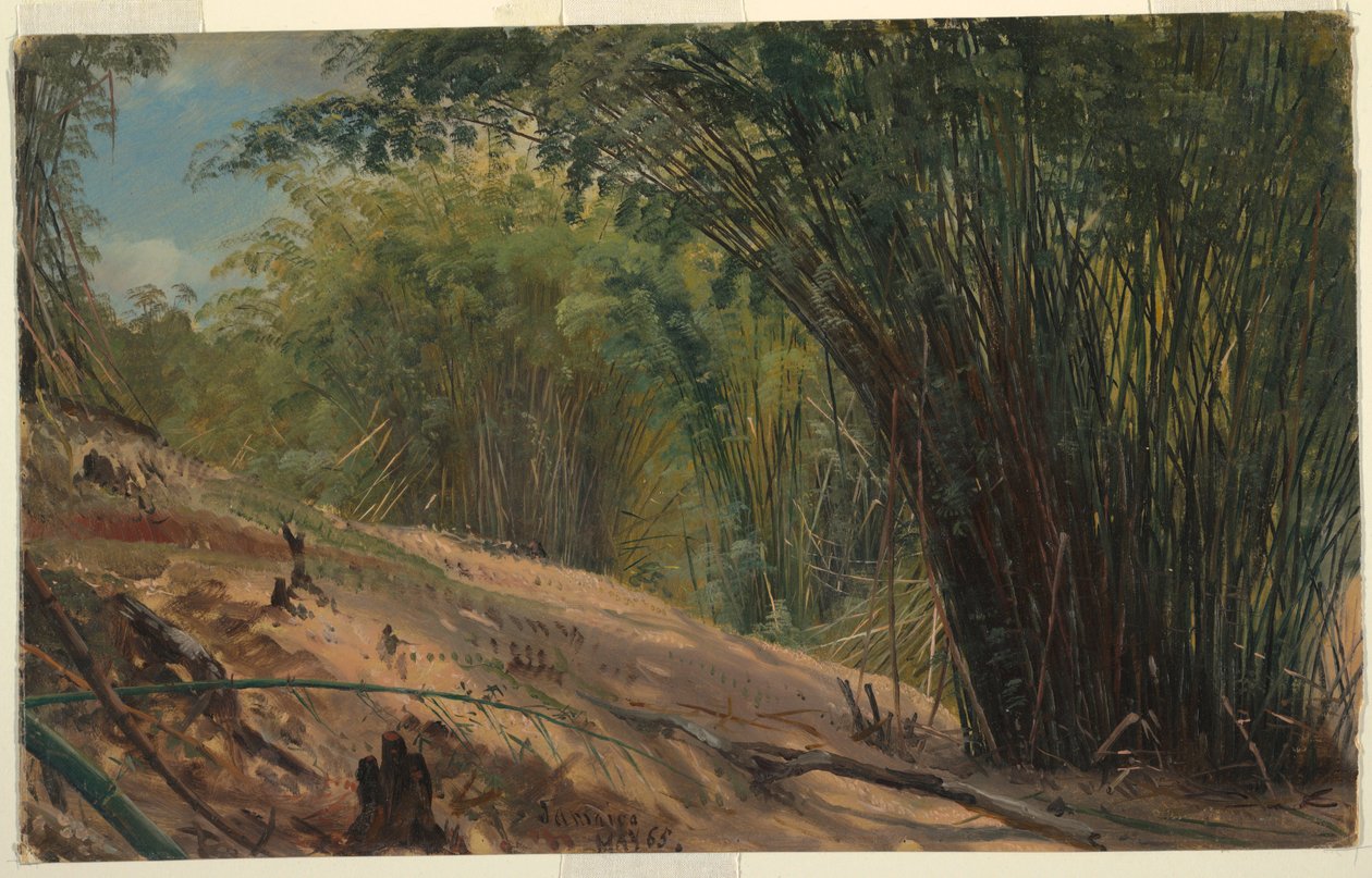 Dessin, Bambouseraie, Jamaïque, 1865 - Frederic Edwin Church