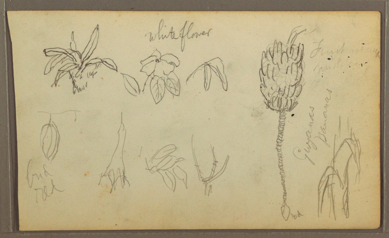 Dessin, croquis botaniques, 1857 - Frederic Edwin Church
