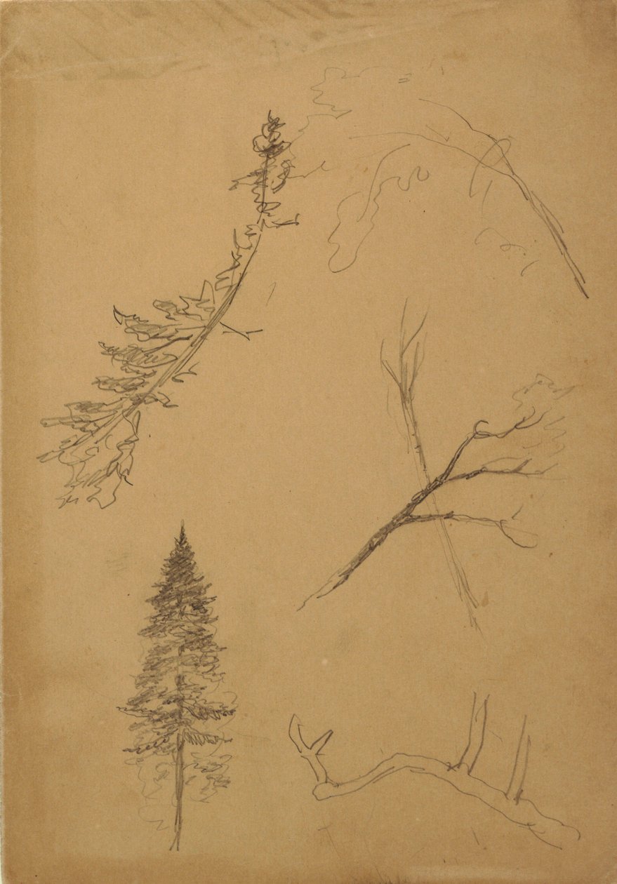 Dessin, croquis botaniques, 1888 - Frederic Edwin Church