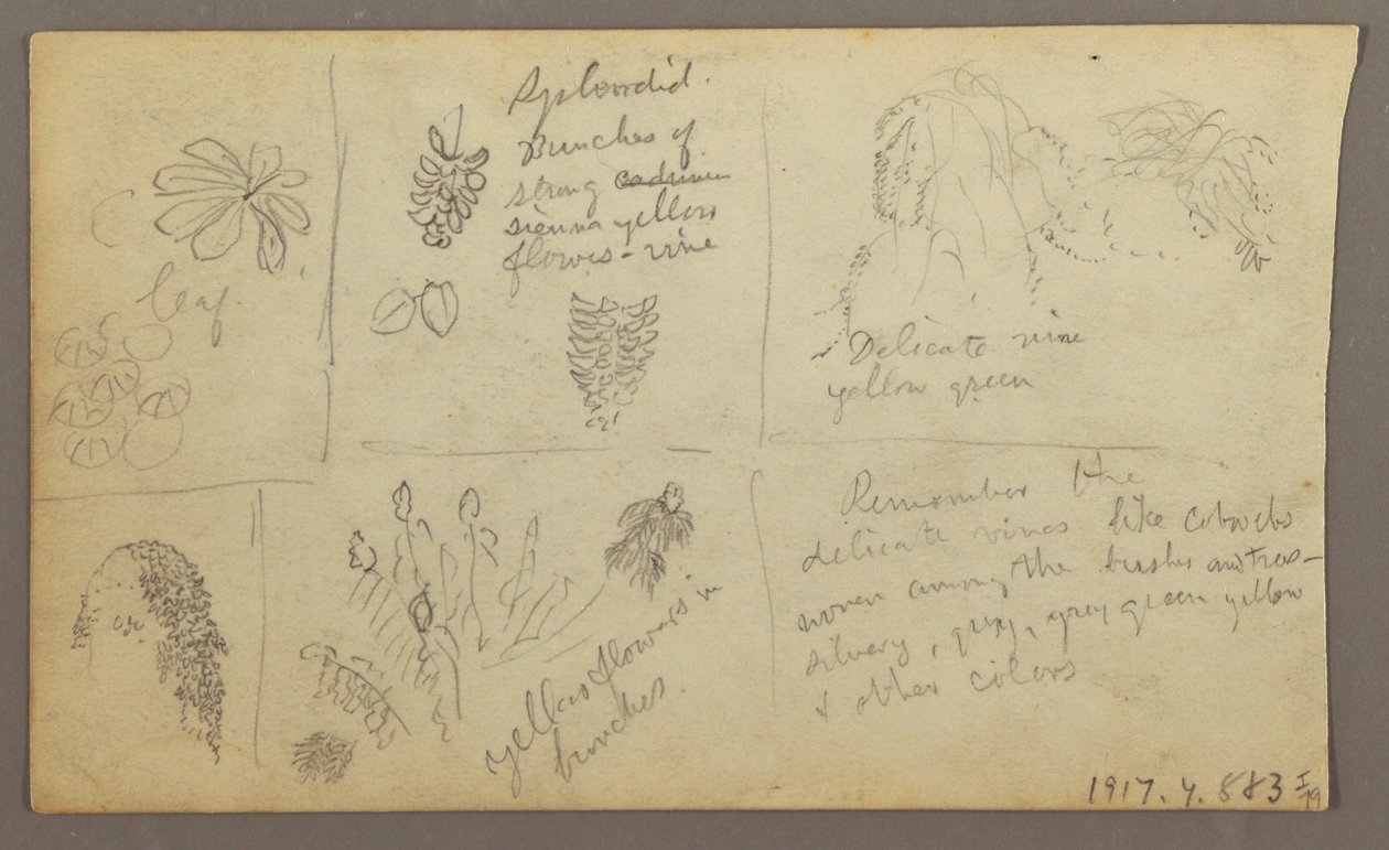 Dessin, Croquis botaniques, Équateur ou Colombie ; Verso : Croquis botaniques, 1857 - Frederic Edwin Church