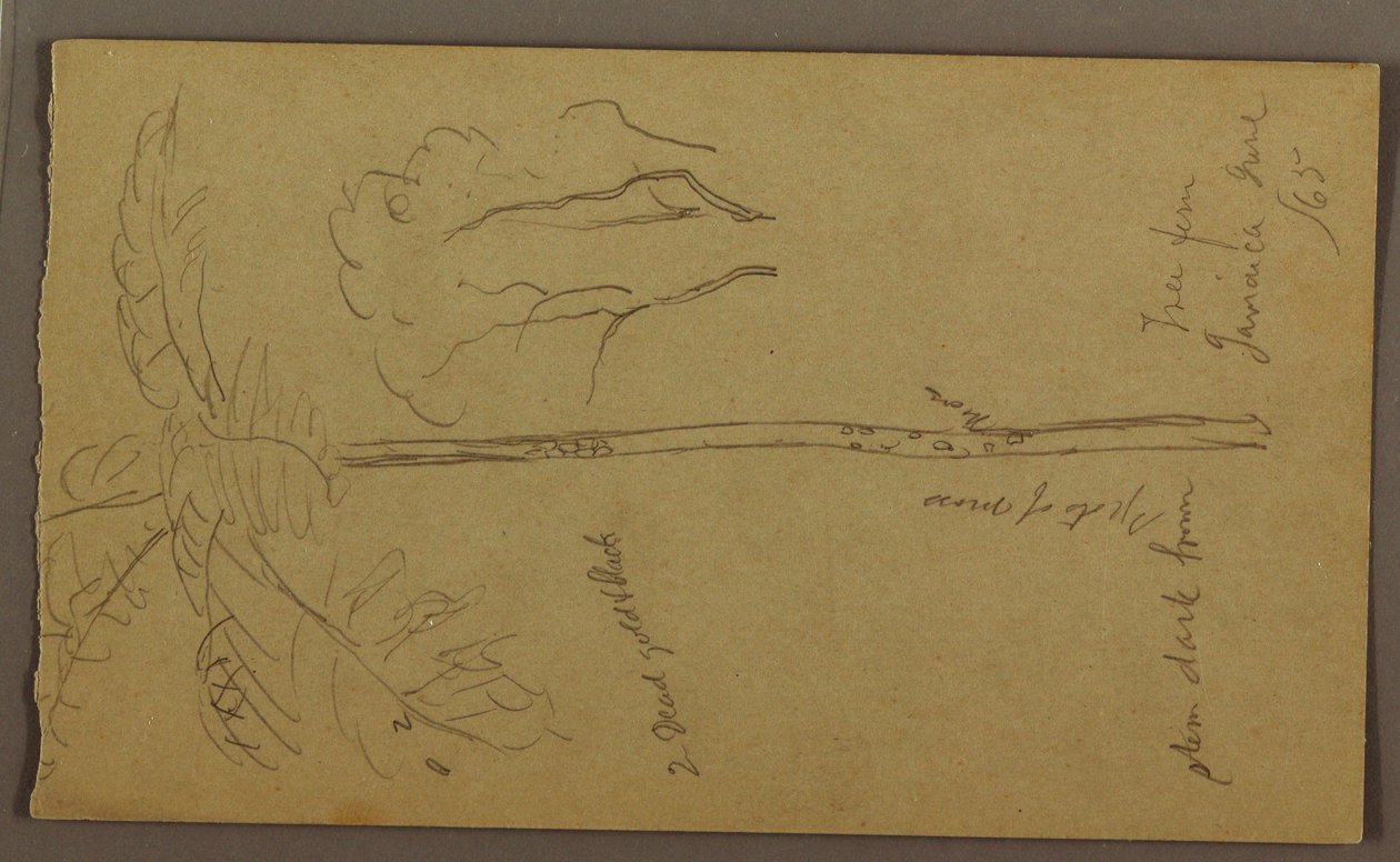 Dessin, croquis botaniques, juin 1865 - Frederic Edwin Church