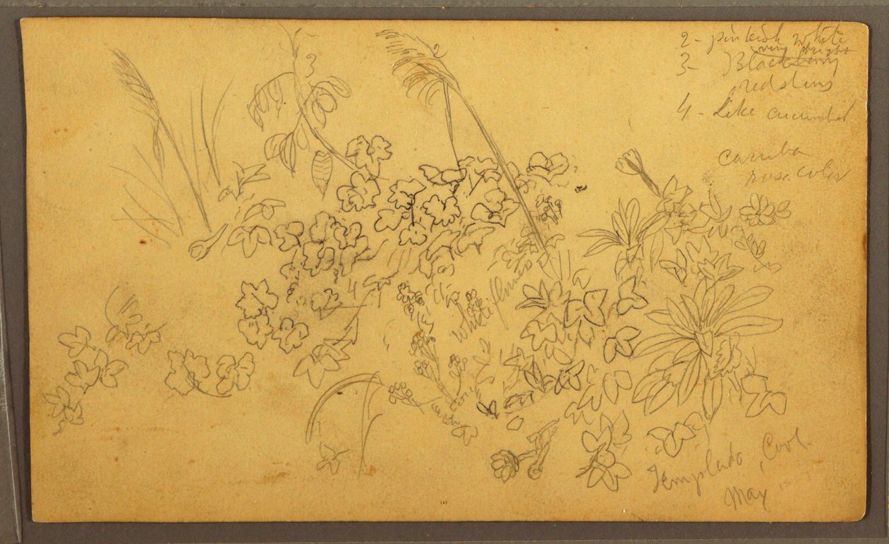 Dessin, croquis botaniques, mai 1857 - Frederic Edwin Church