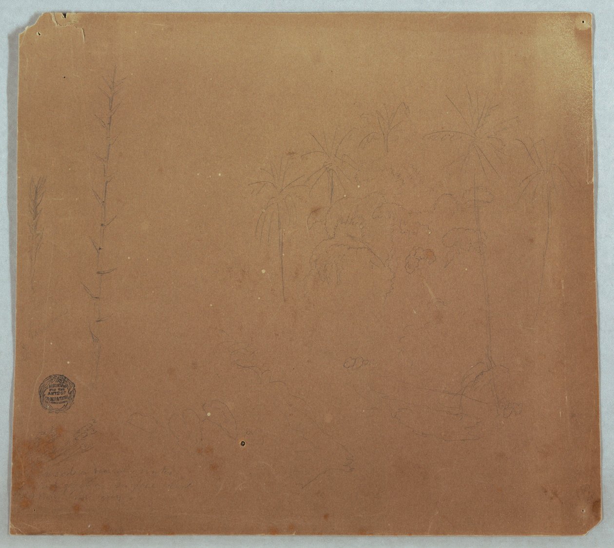Dessin, croquis botaniques, probablement des bambous, des palmiers et des buissons, Équateur ou Colombie, 1853 ou 1857 - Frederic Edwin Church