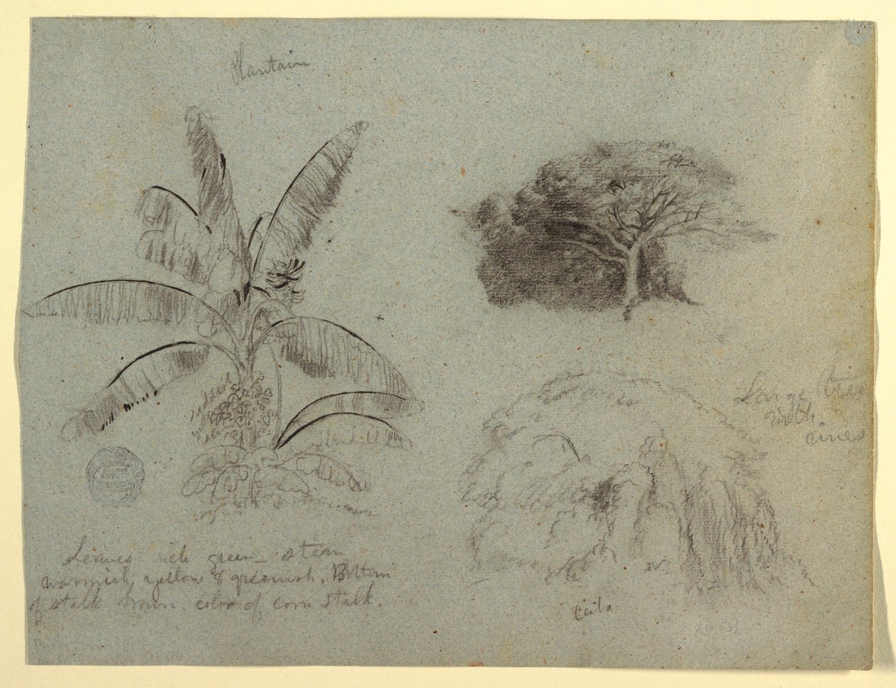 Dessin, croquis botaniques, Amérique du Sud, mai 1853  - Frederic Edwin Church