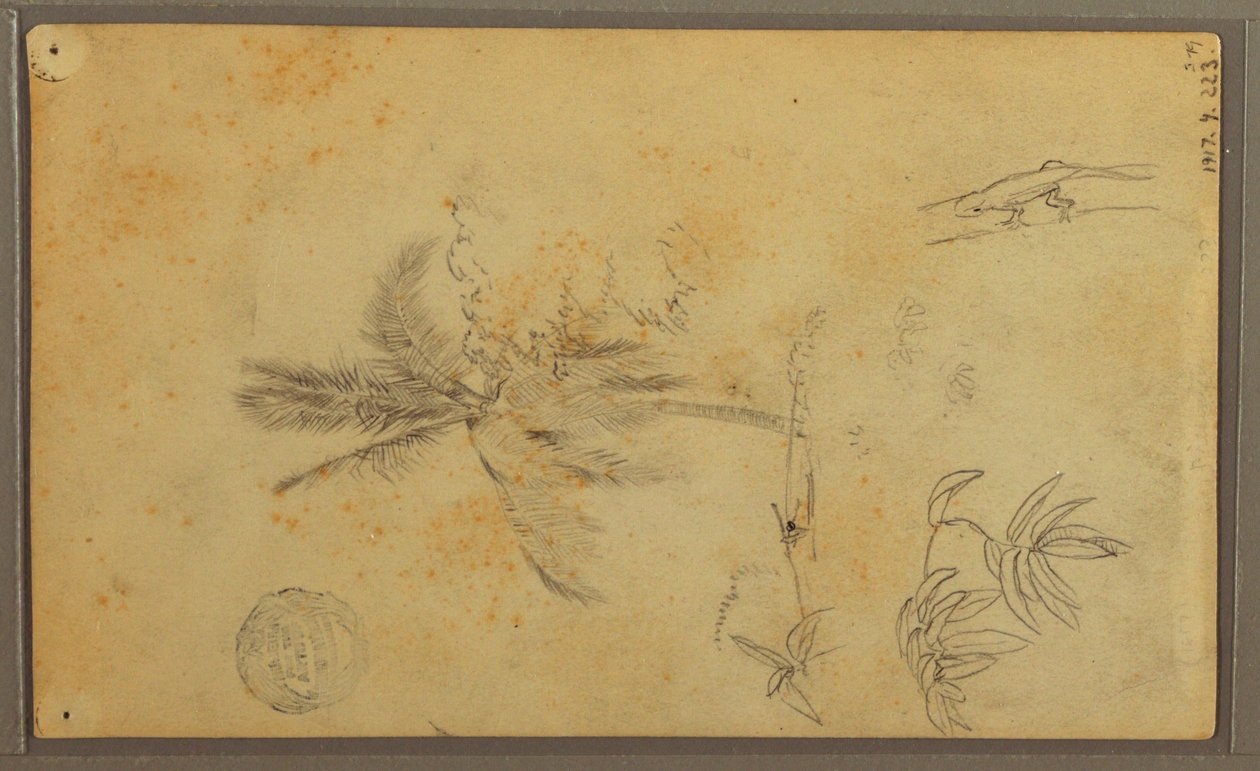 Dessin, croquis botaniques ; Verso : lézard, palmier, 1857 - Frederic Edwin Church