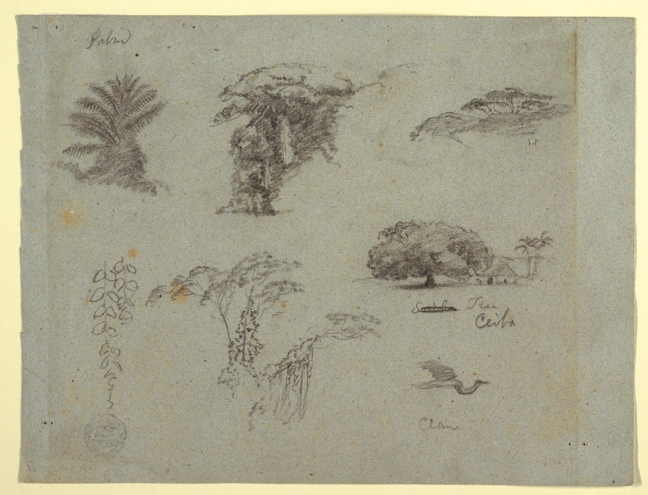 Dessin, Croquis botaniques d