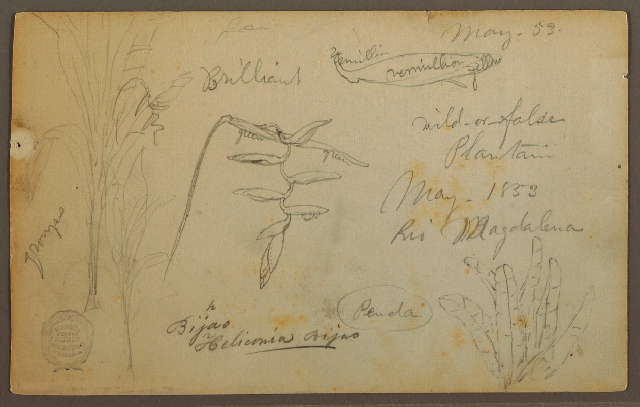 Dessin, Croquis botaniques du Rio Magalena, Colombie, mai 1853 - Frederic Edwin Church