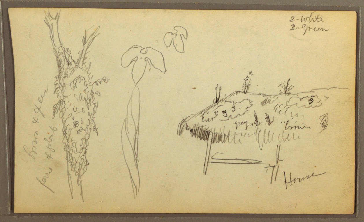 Dessin, croquis botaniques, maison ; croquis botaniques, 1857 - Frederic Edwin Church