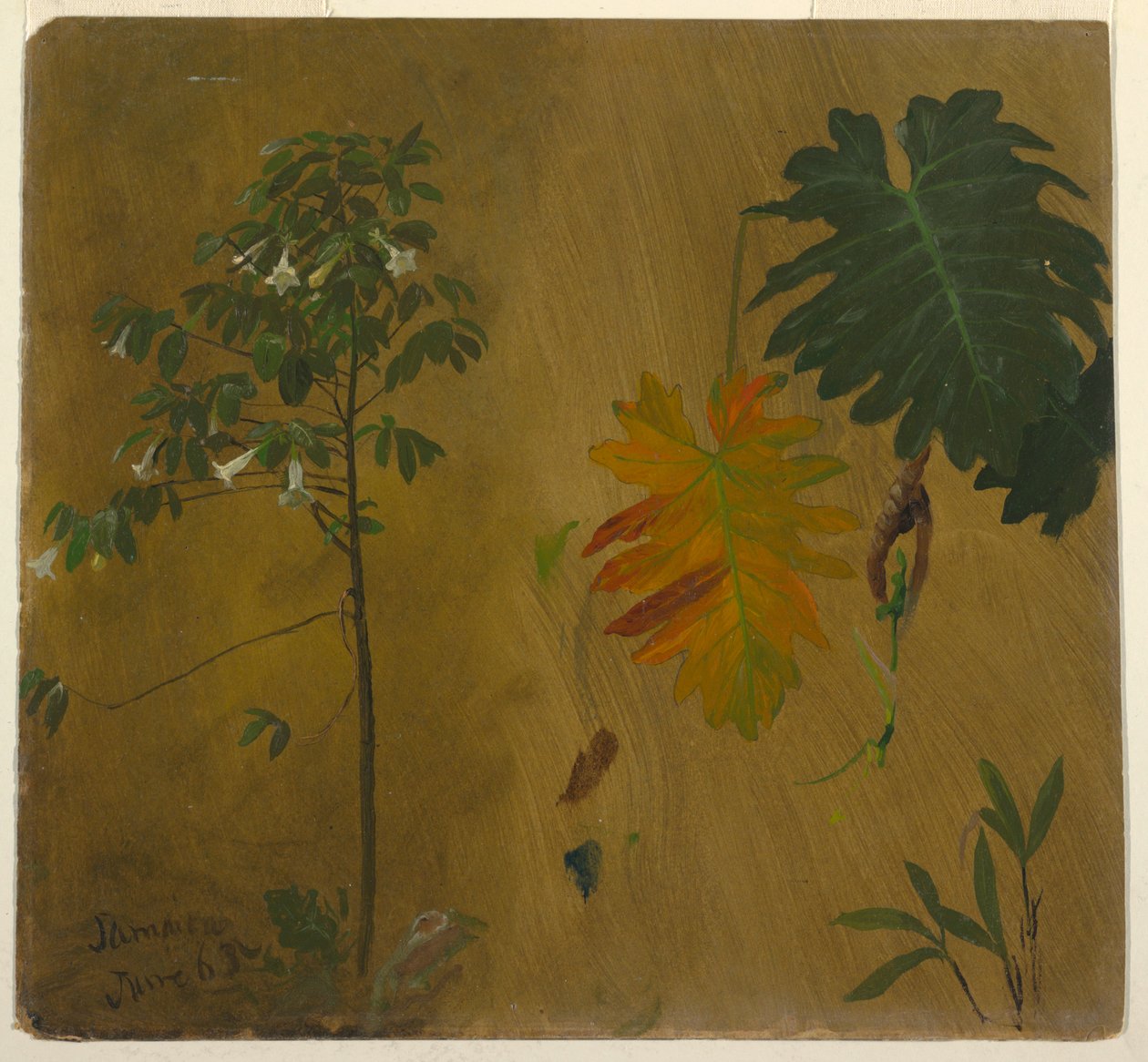 Dessin, Études botaniques de la Jamaïque, Antilles, juin 1865 - Frederic Edwin Church