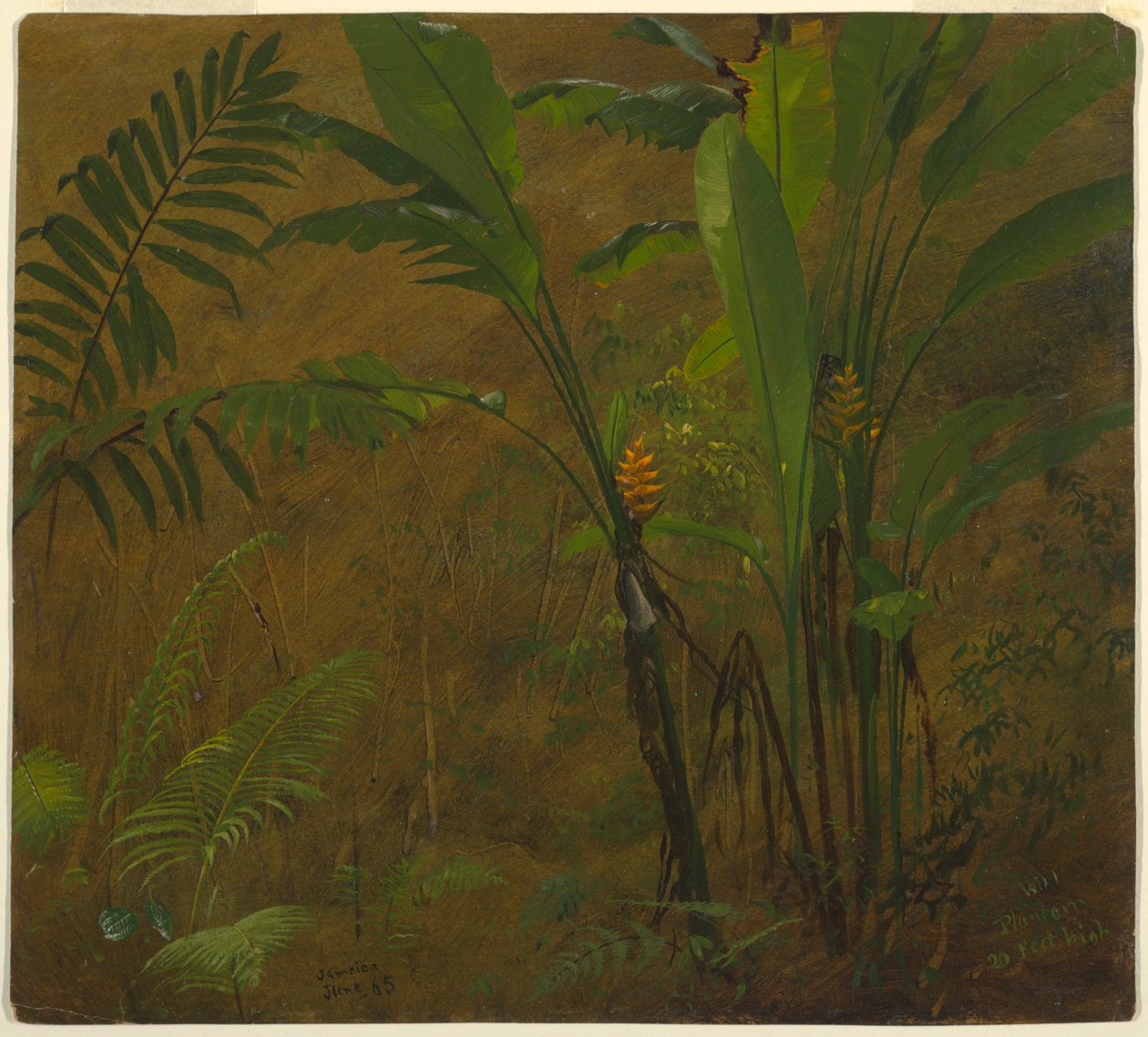 Dessin, Études botaniques de la Jamaïque, Antilles, juin 1887 - Frederic Edwin Church