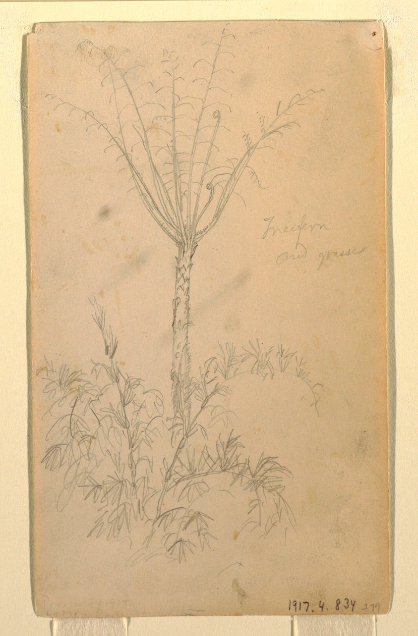 Dessin, études botaniques d