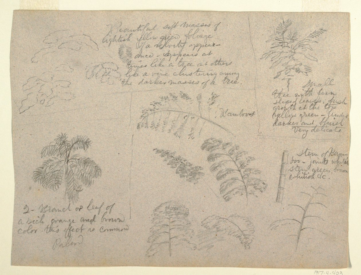 Dessin, études botaniques, vues du Rio Magdalena, Colombie, 1853 - Frederic Edwin Church