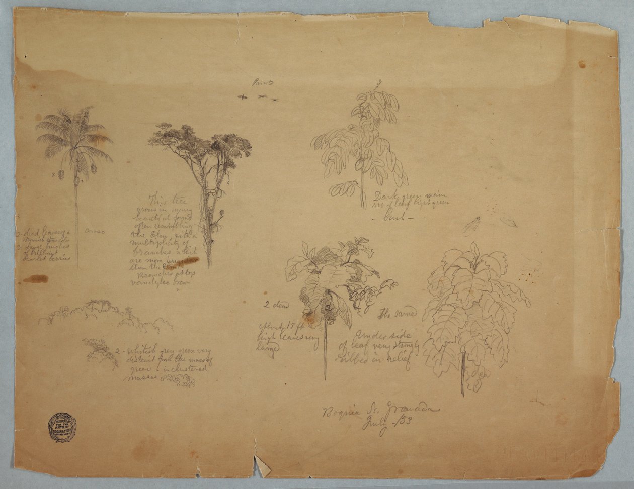 Dessin, Études botaniques avec des perroquets volants, Boquia, Colombie, juillet 1853 - Frederic Edwin Church