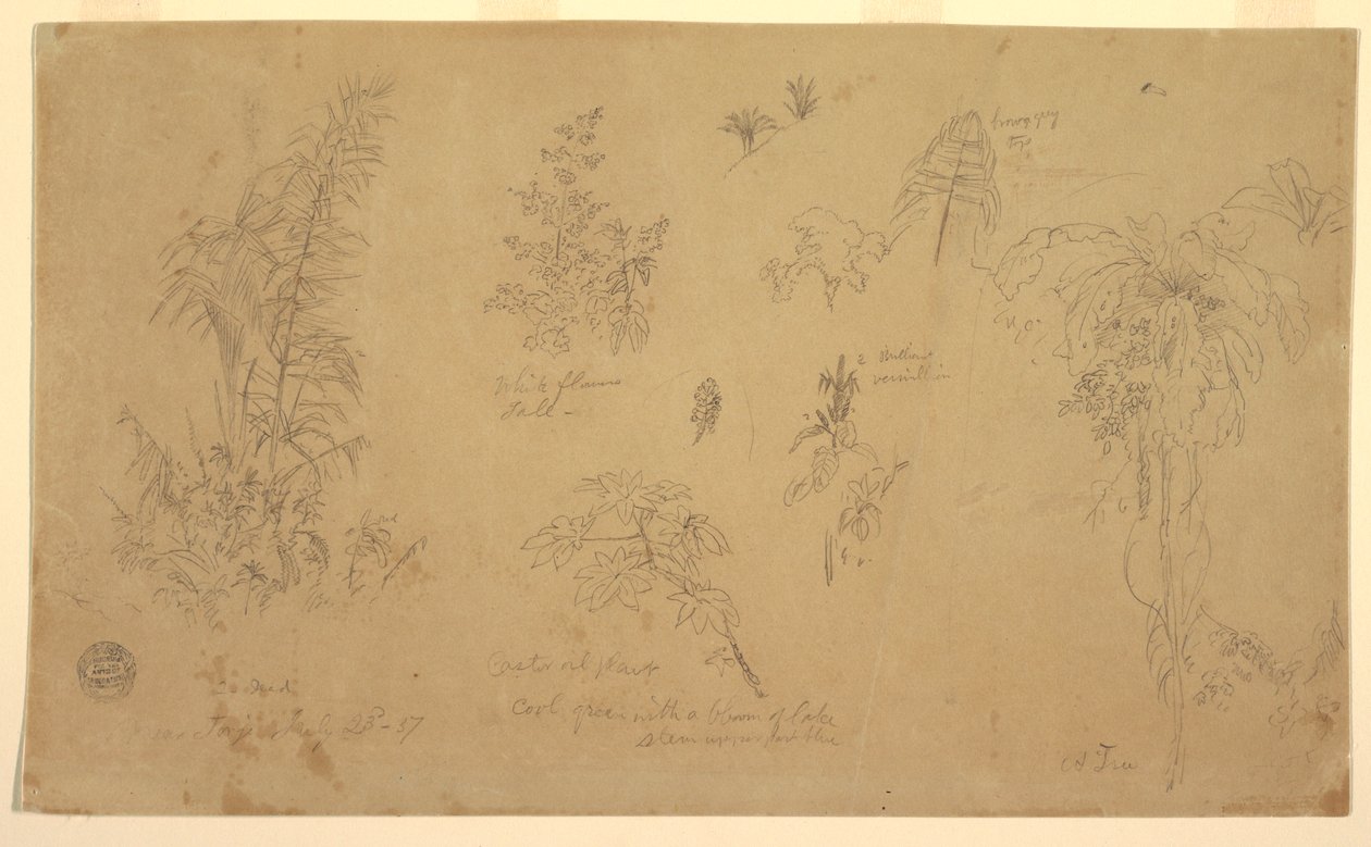 Dessin, Esquisses botaniques, " près de Jorje ", 23 juillet 1857 - Frederic Edwin Church