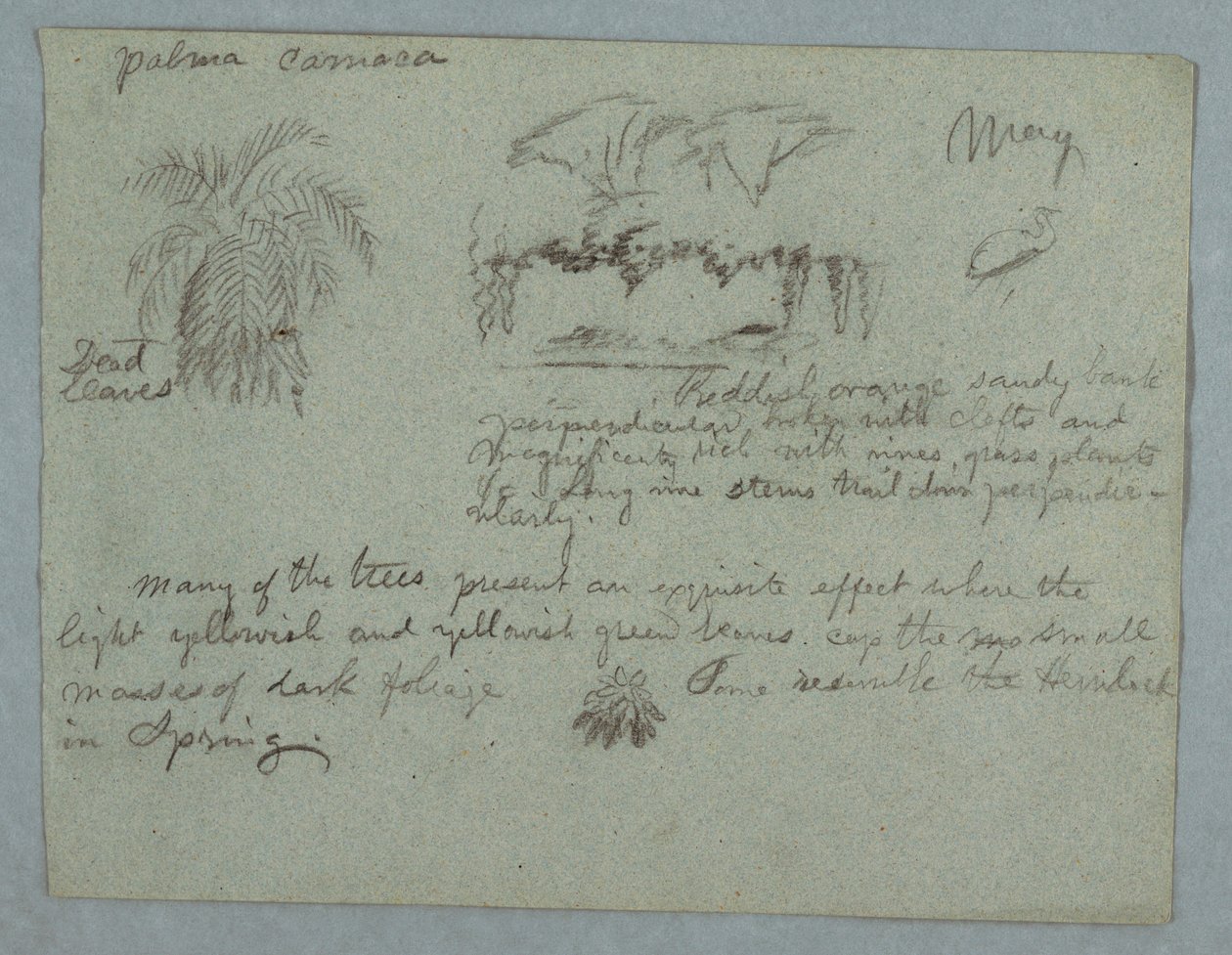 Dessin, palmier Camaca, groupe d