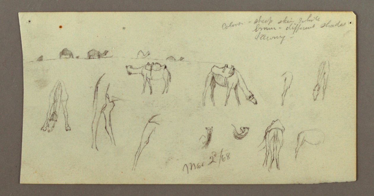 Dessin, études sur les chameaux, 2 mars 1868 - Frederic Edwin Church