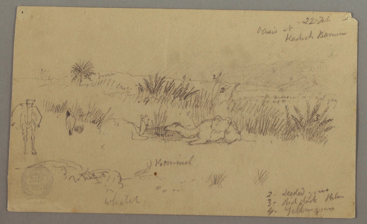 Dessin, Chameaux s