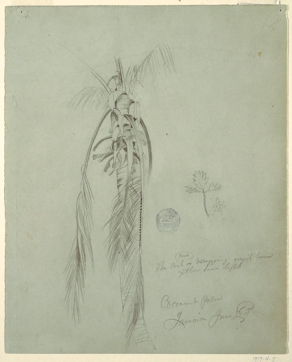 Dessin, Coconut Palm, Jamaïque, 14 juin 1865 - Frederic Edwin Church