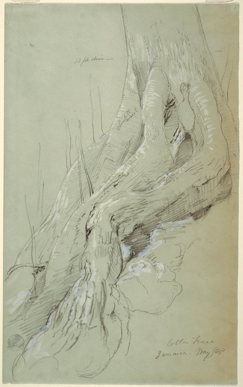 Dessin, racines de cotonnier poussant sur une pente, Jamaïque, mai 1865 - Frederic Edwin Church