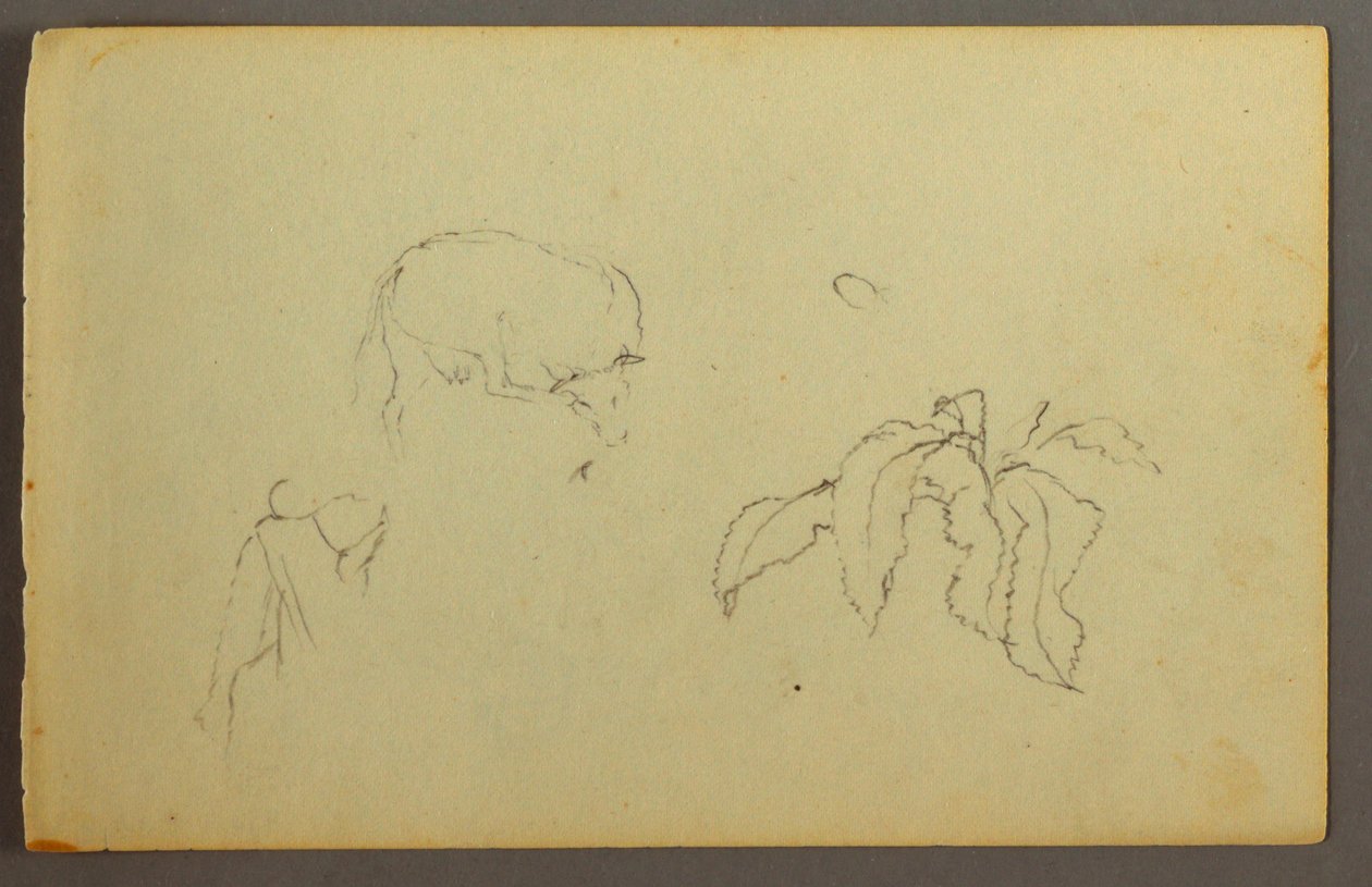Dessin, vache se grattant la tête, plante à feuilles, peut-être 1844 - Frederic Edwin Church
