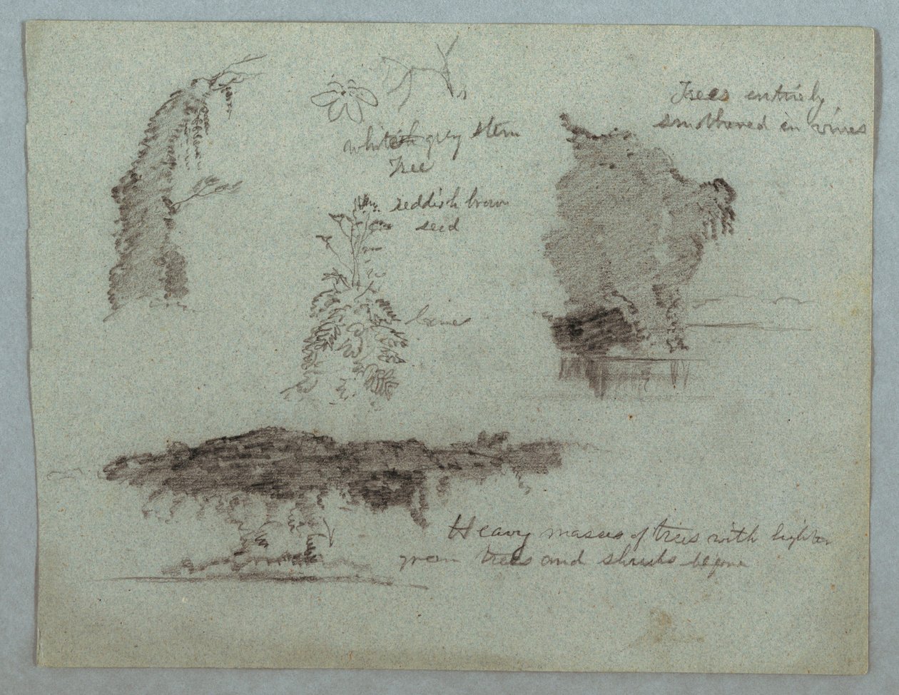 Dessin, détails de fleurs, de plantes et d